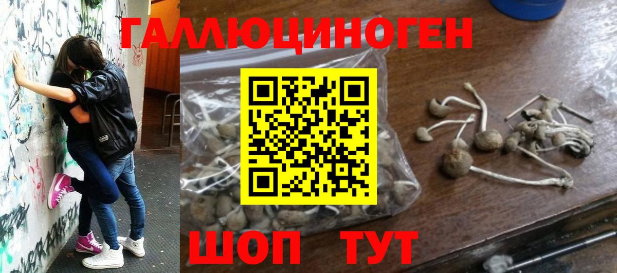 Выборг  Галлюциногенные грибы Psilocybe  Вход с VPN 
